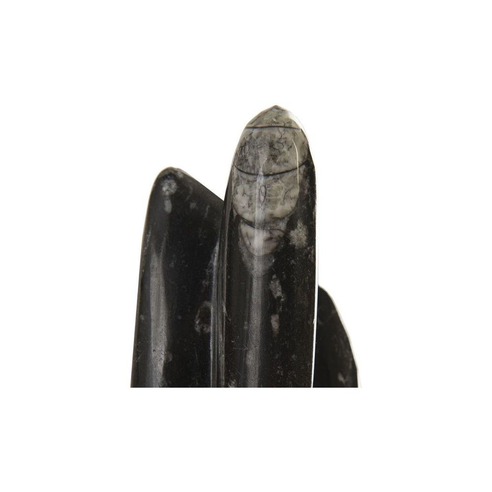 Fossilized Squid Sculpture Assorted-Phillips Collection-PHIL-MA87549-Decor-2-France and Son