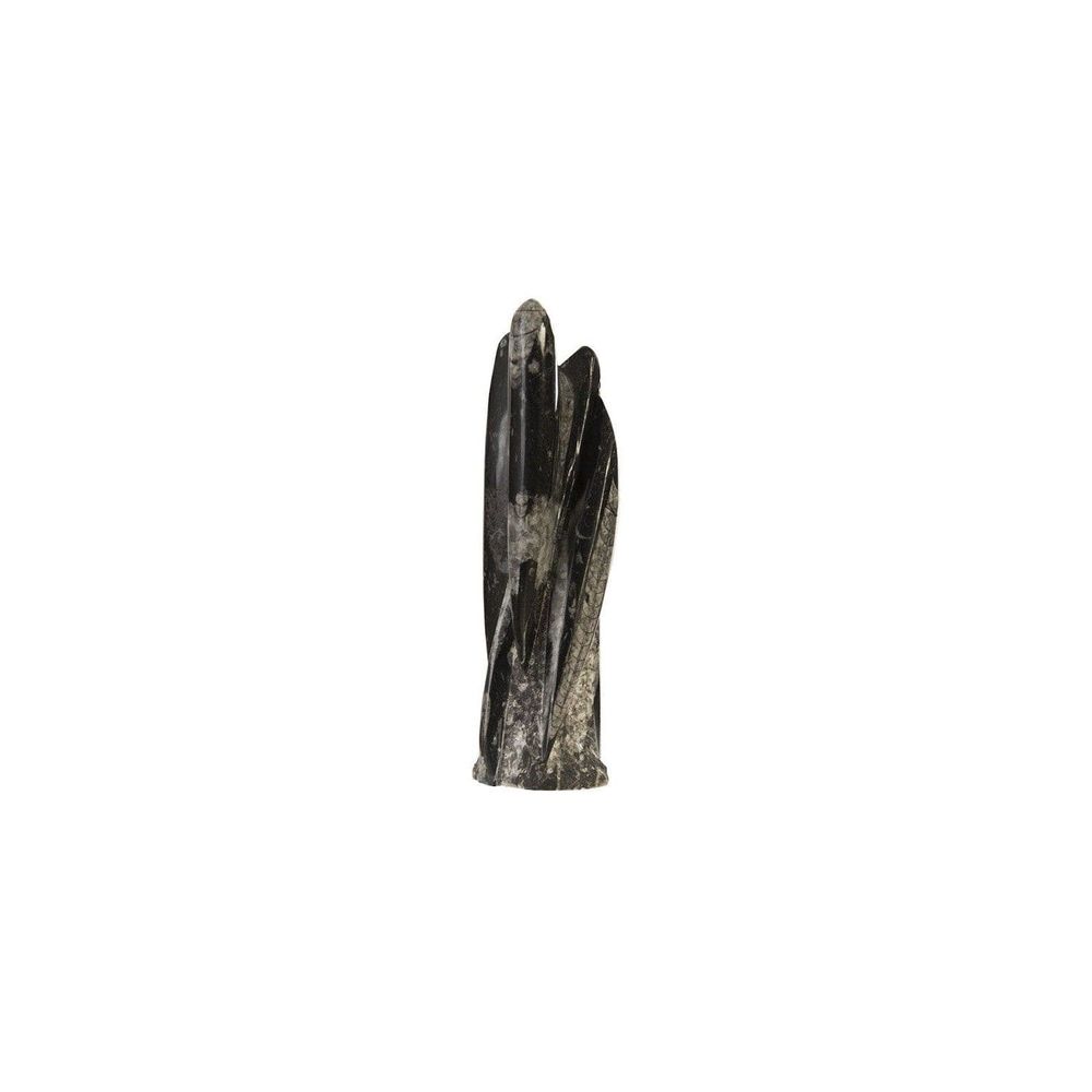 Fossilized Squid Sculpture Assorted-Phillips Collection-PHIL-MA87549-Decor-1-France and Son